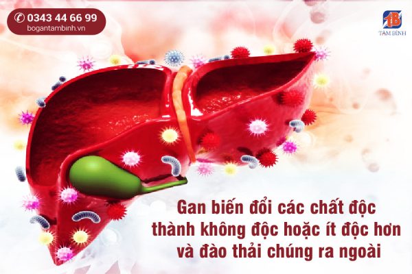 Gan là cơ quan duy nhất trong cơ thể có khả năng thải độc tố