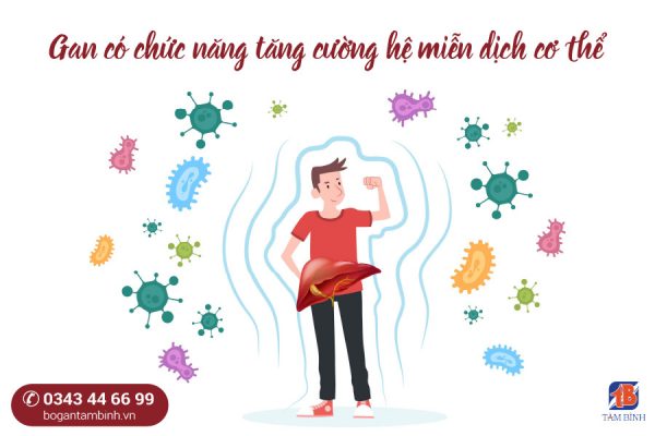 Một chức năng không thể bỏ qua là tăng cường miễn dịch cơ thể